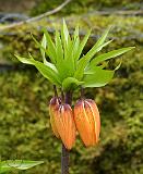 Flower 8R33D-09